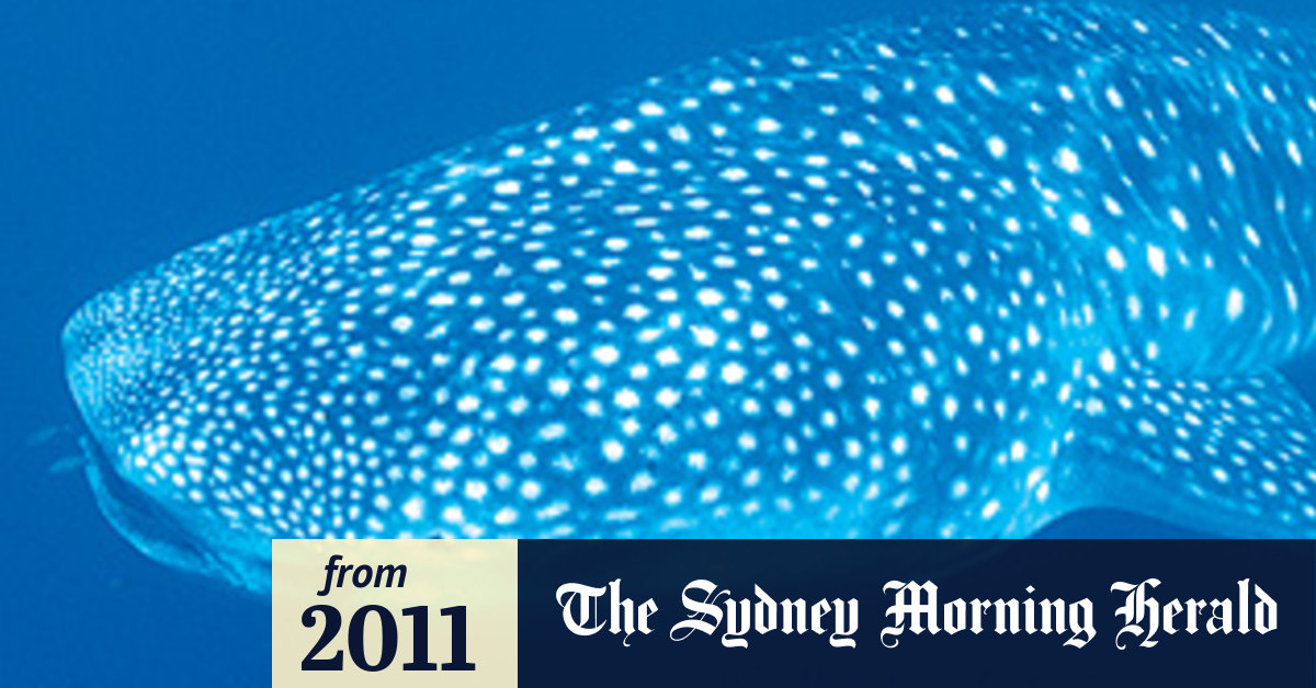 Oil giant Shell announces bid to drill off Ningaloo Reef